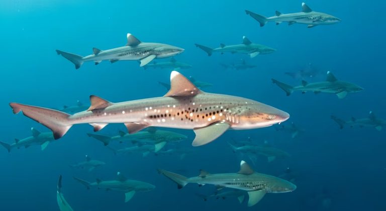 Localizan a 30 tiburones muertos en una playa de EE. UU.