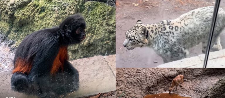 Denuncian por maltrato en el Zoológico de Chapultepec animales bajo estrés, estancias reducidas y malas condiciones