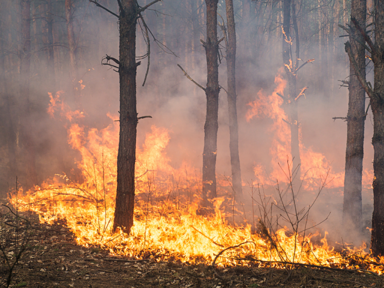 Mayor incendio de la historia en Bélgica arrasa reserva natural de Altos Fens