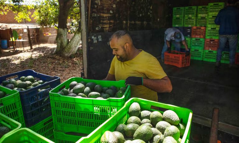 Semarnat prohíbe exportación de aguacate, si fue cultivado en huertas deforestadas