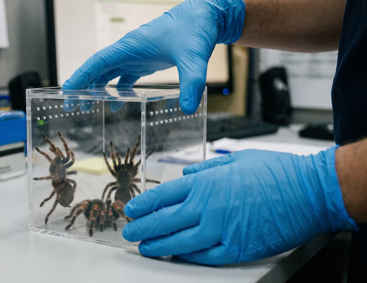 Autoridades aseguran 75 tarántulas y 20 tortugas, en México