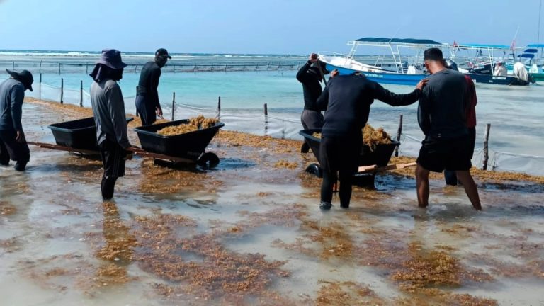 Sargazo, un pasivo de 11,500 mdd para Quintana Roo: BID